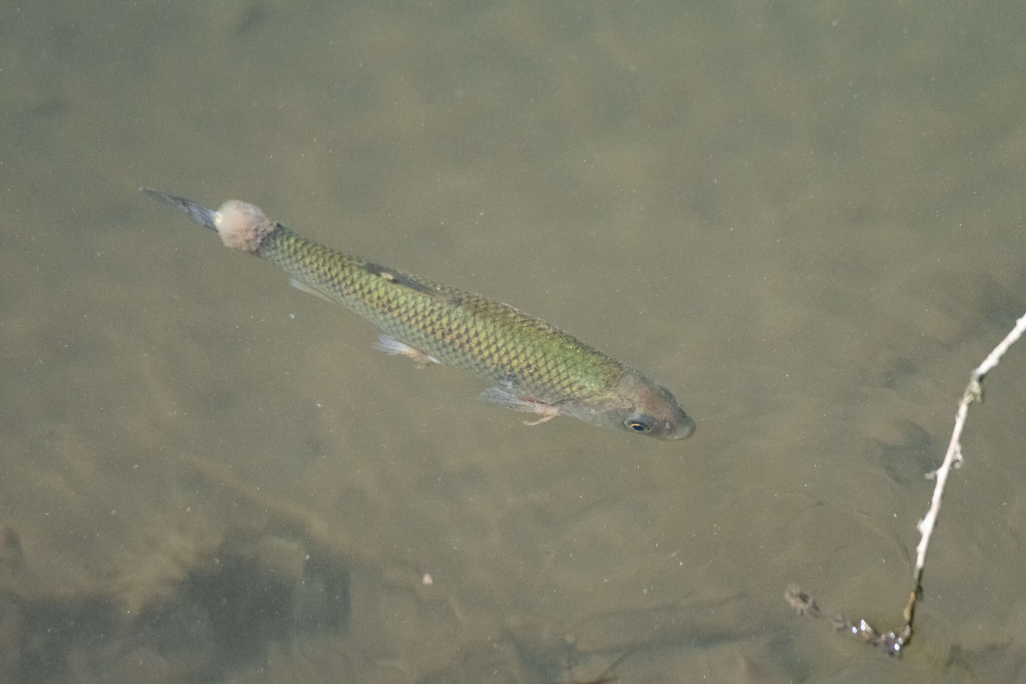 Image de Achondrostoma oligolepis (Robalo, Doadrio, Almada & Kottelat 2005)