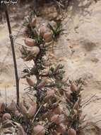 Image of Astragalus spinosus (Forsk.) Muschler