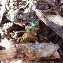 Imagem de Carabus (Tachypus) auratus lotharingus Dejean 1826