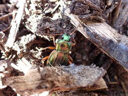 Carabus (Tachypus) auratus lotharingus Dejean 1826 resmi