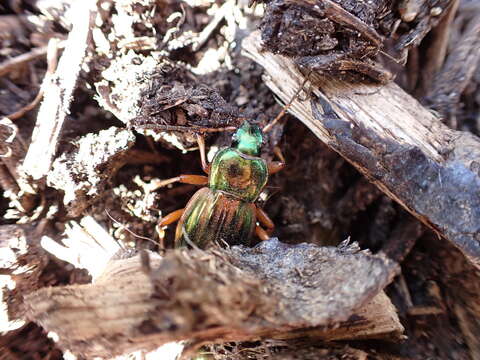 Sivun Carabus (Tachypus) auratus lotharingus Dejean 1826 kuva