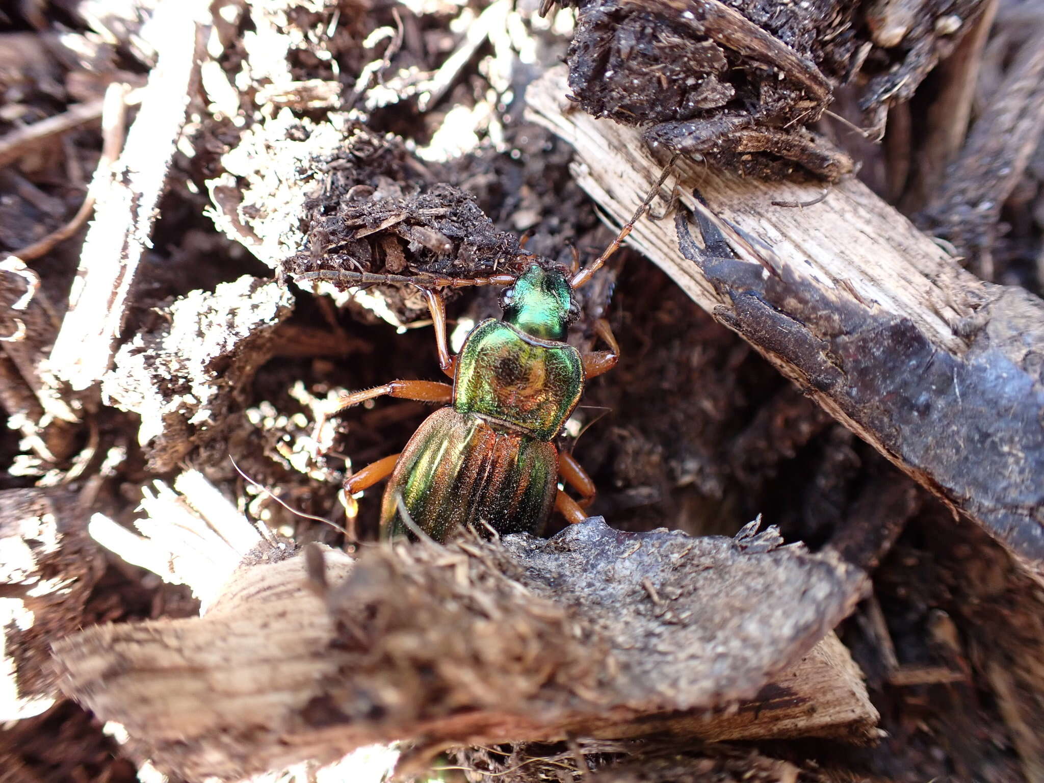 Imagem de Carabus (Tachypus) auratus lotharingus Dejean 1826