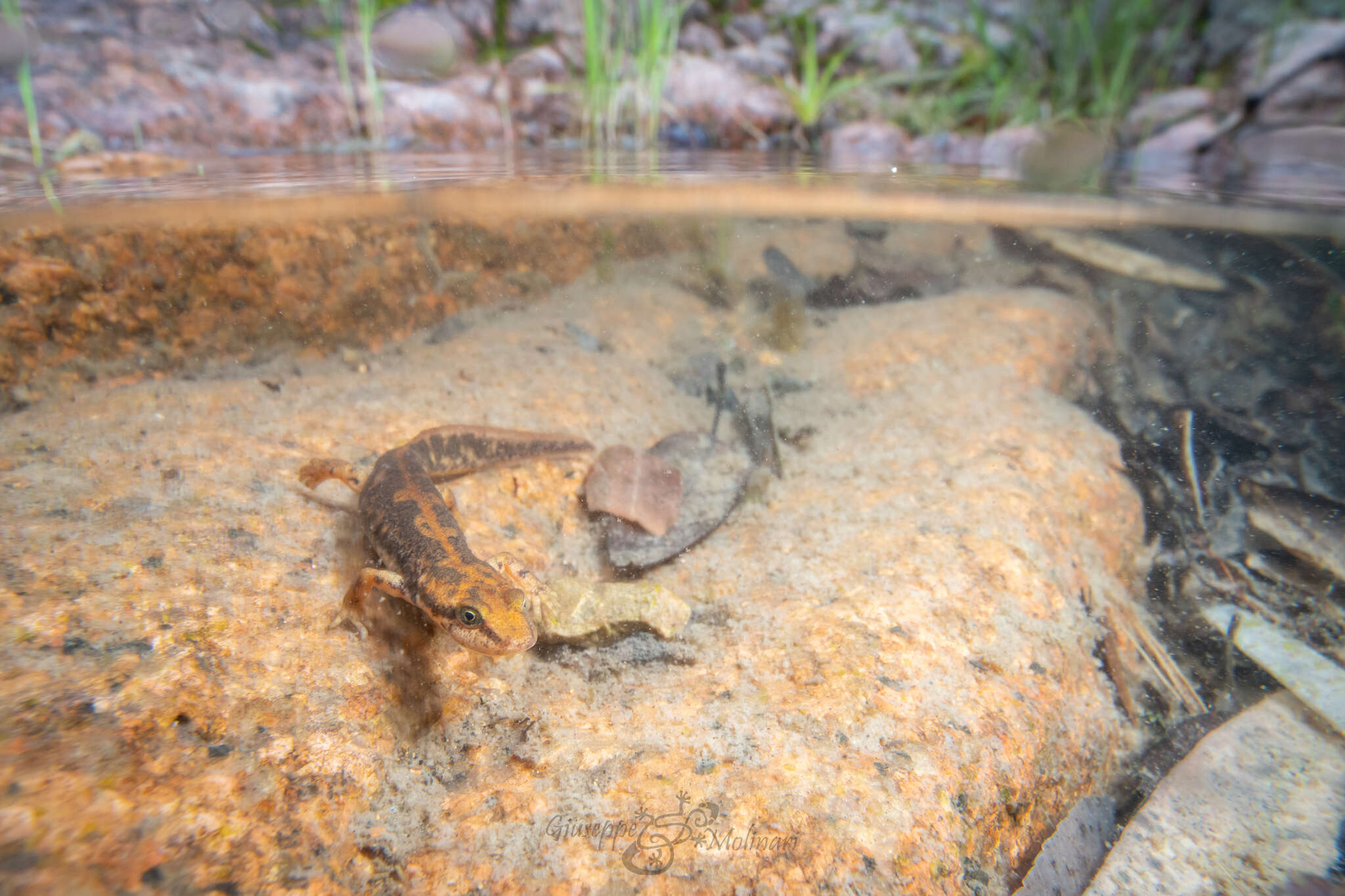 Image of Sardinian Brook Salamander