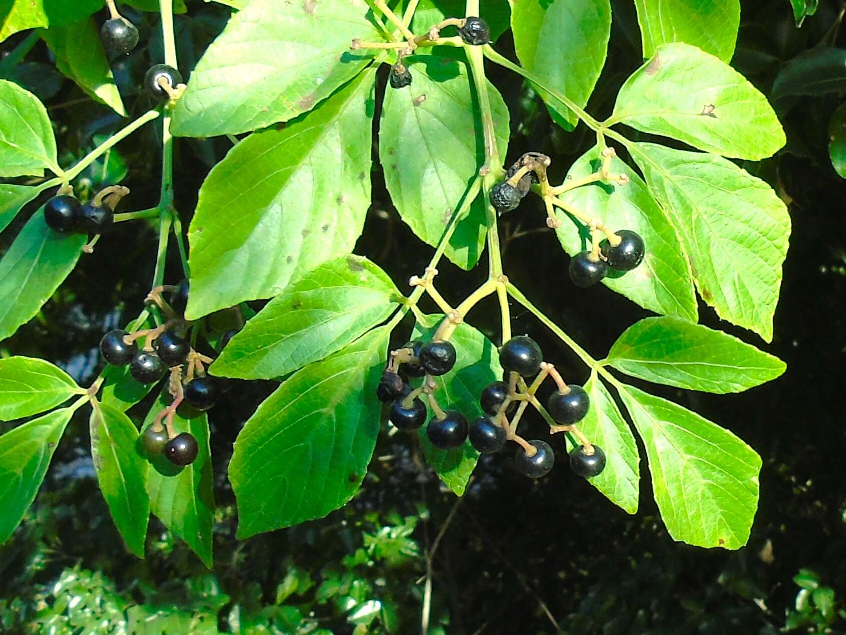 Cissus verticillata (L.) Nicolson & C. E. Jarvis resmi