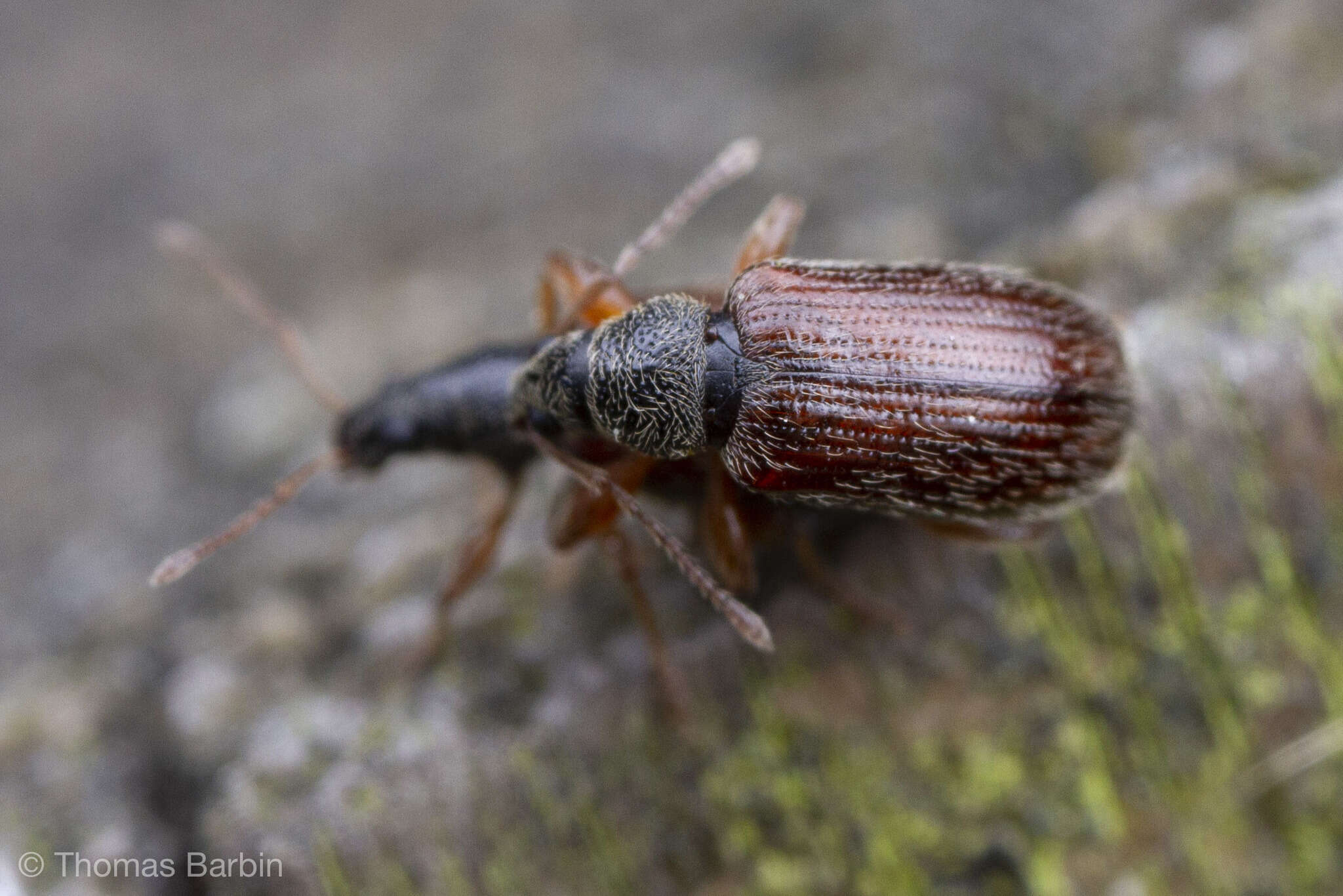 Imagem de Phyllobius (Nemoicus) oblongus (Linnaeus 1758)