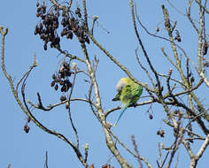 Image of Blossom-headed Parakeet