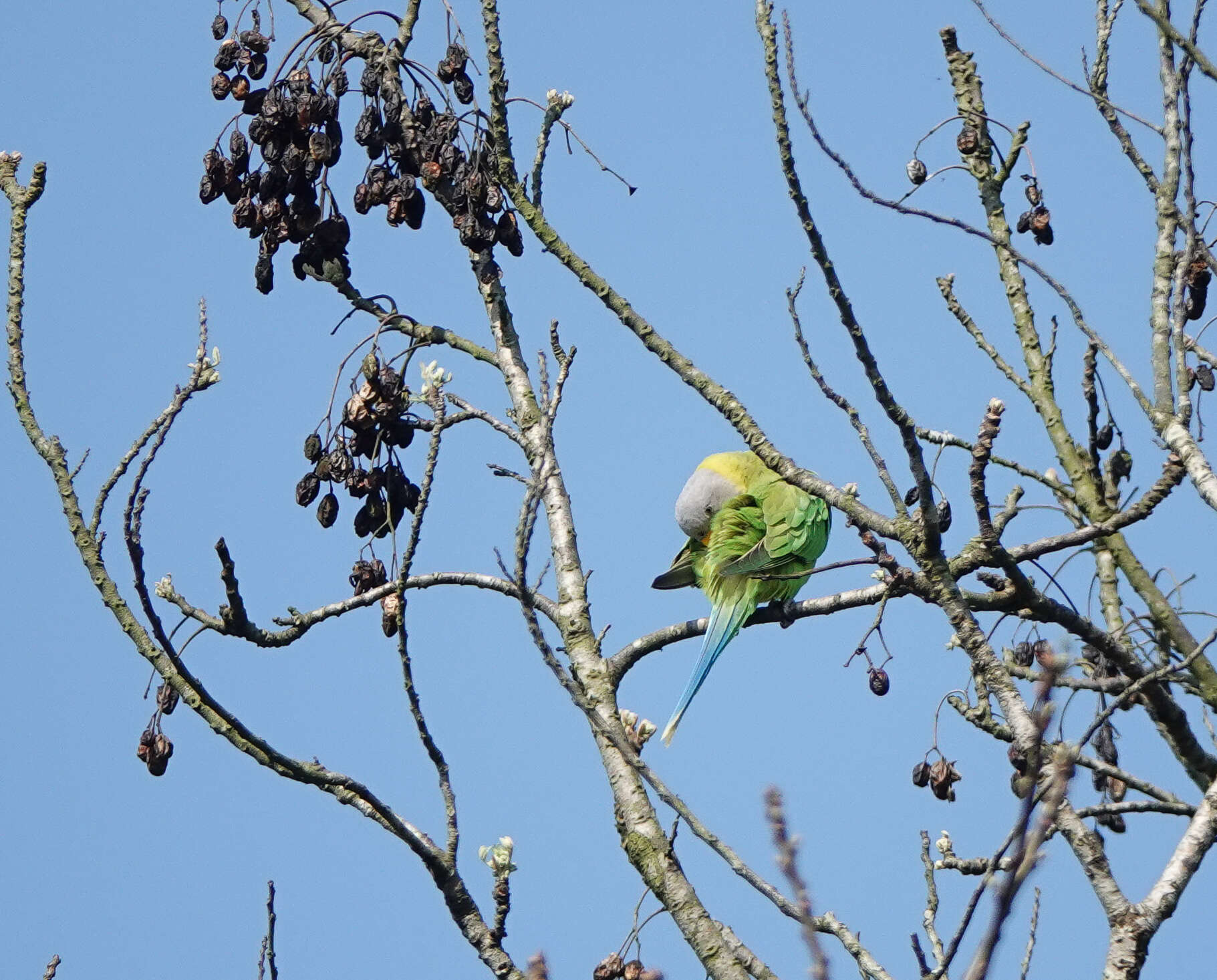 Image of Blossom-headed Parakeet