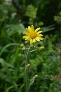 Image of Ligularia narynensis (C. G. A. Winkl.) O. Fedtsch. & B. Fedtsch.