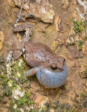 Imagem de Raorchestes bombayensis (Annandale 1919)