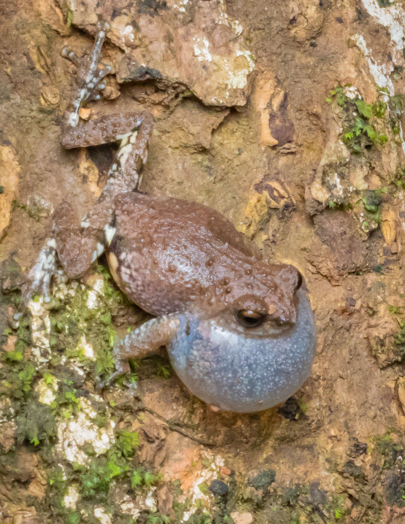 Image of Raorchestes bombayensis (Annandale 1919)