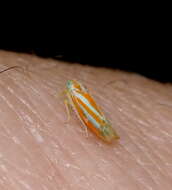 Image of Alebra albostriella (Fallen 1826)