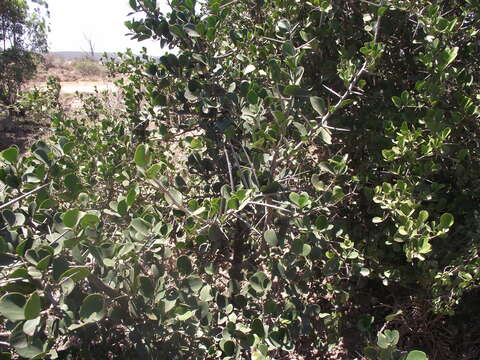 Image of Dovyalis rotundifolia (Thunb.) Harv.