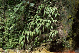 Image of Palm-Grass