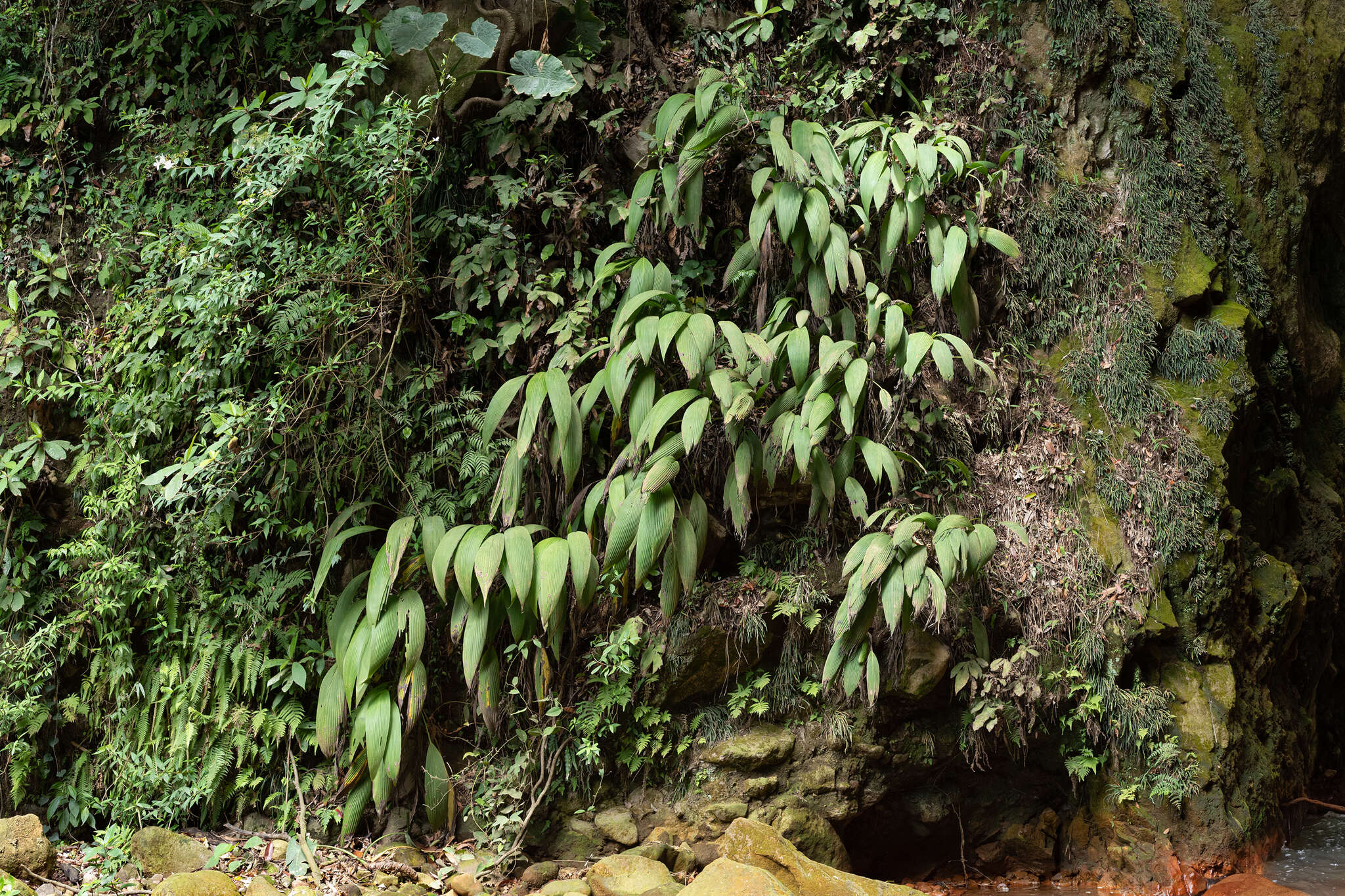 Image of Palm-Grass