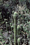 Image of Echinopsis volliana (Backeb.) H. Friedrich & G. D. Rowley