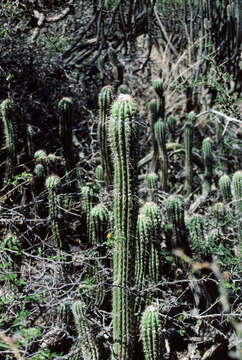 Image de Echinopsis volliana (Backeb.) H. Friedrich & G. D. Rowley