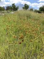 Image of manyspike flatsedge