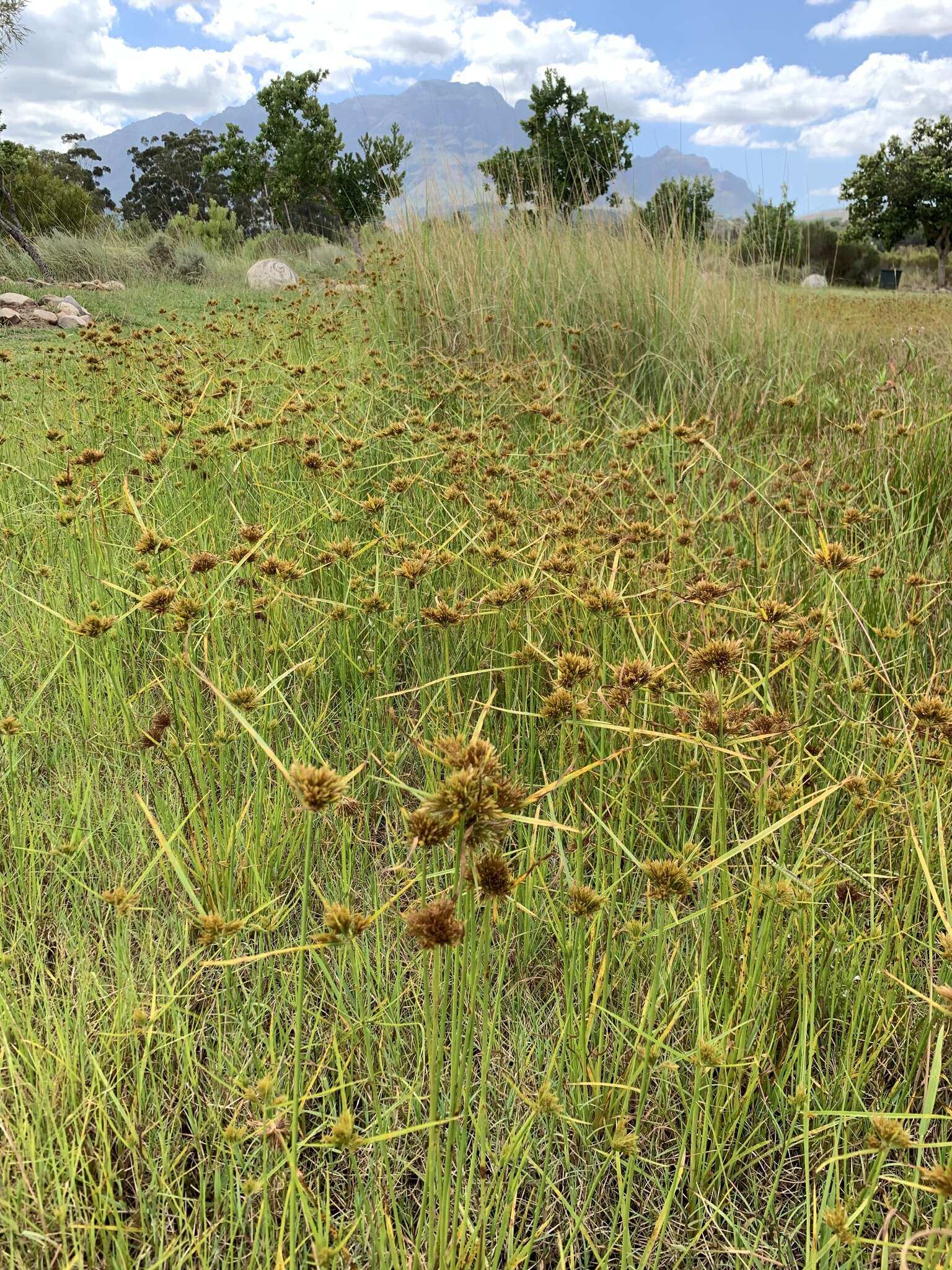 Image of manyspike flatsedge