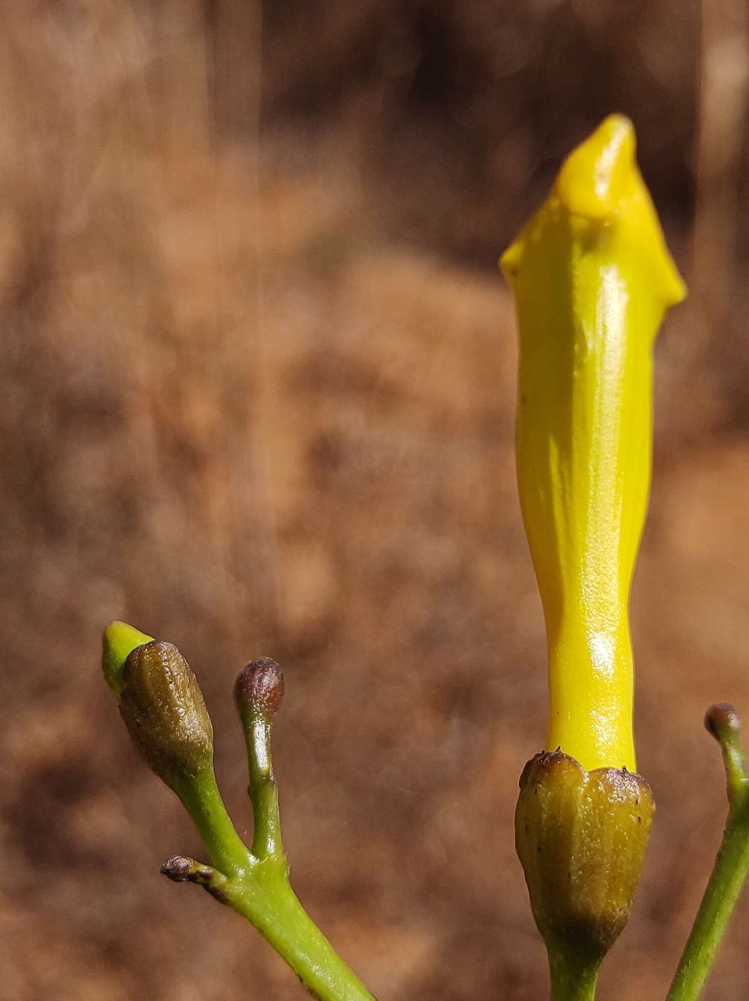 Image de Adenocalymma pedunculatum (Vell.) L. G. Lohmann