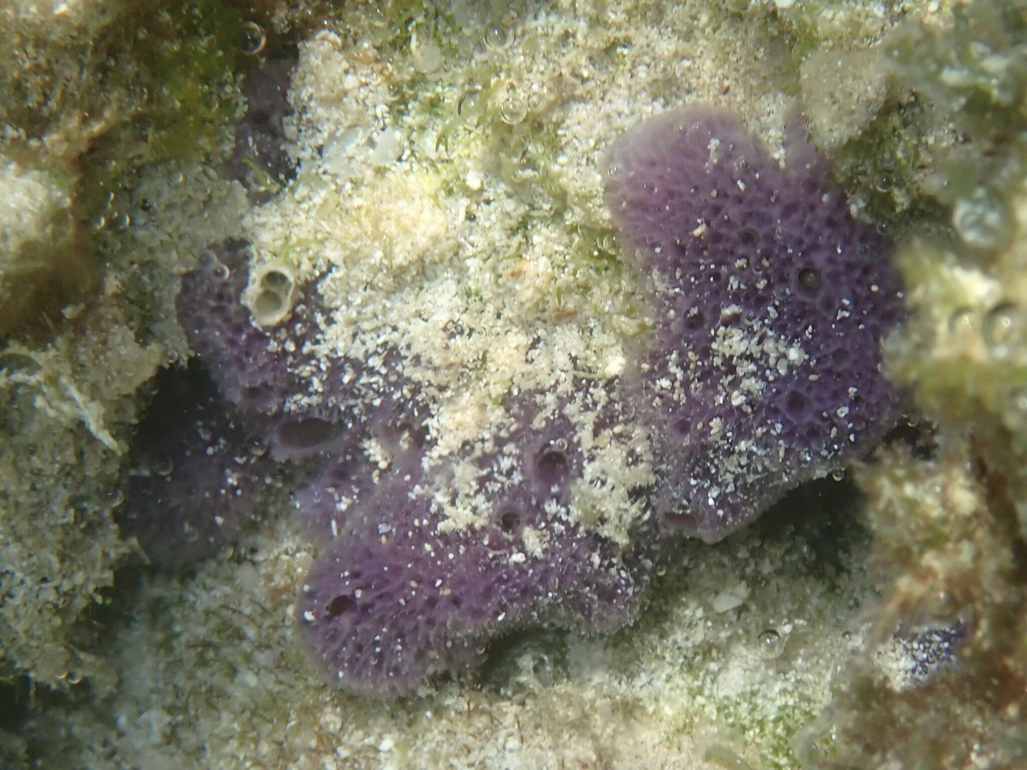 Image of lavender rope sponge