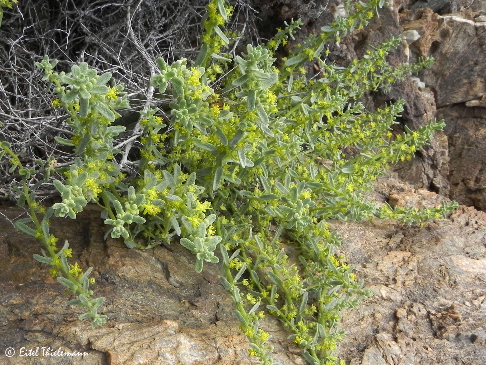 Image of Tetragonia angustifolia Barn.