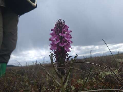 Image of woolly lousewort