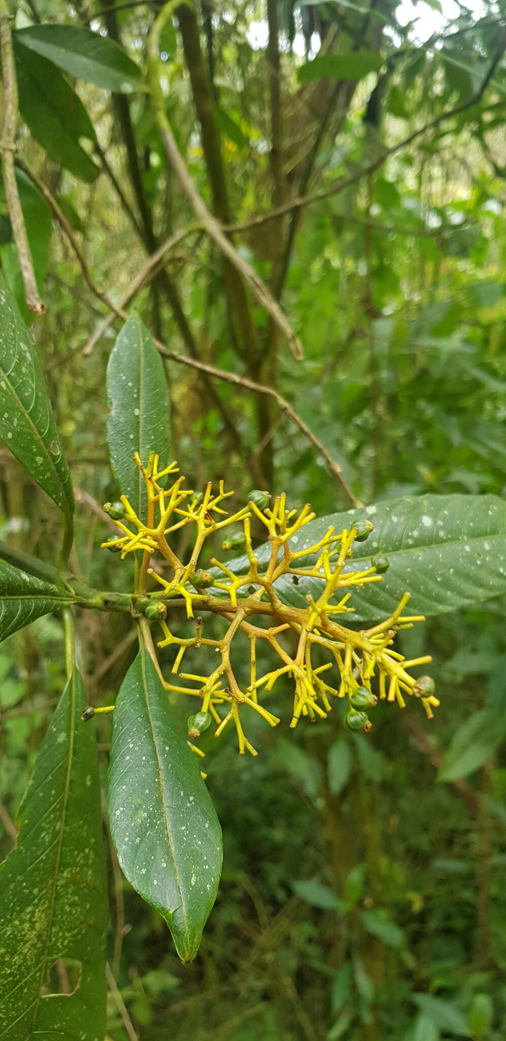 Image de Palicourea padifolia (Willd. ex Schult.) C. M. Taylor & Lorence