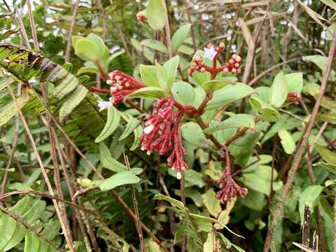 Image of Guadalupe wild coffee