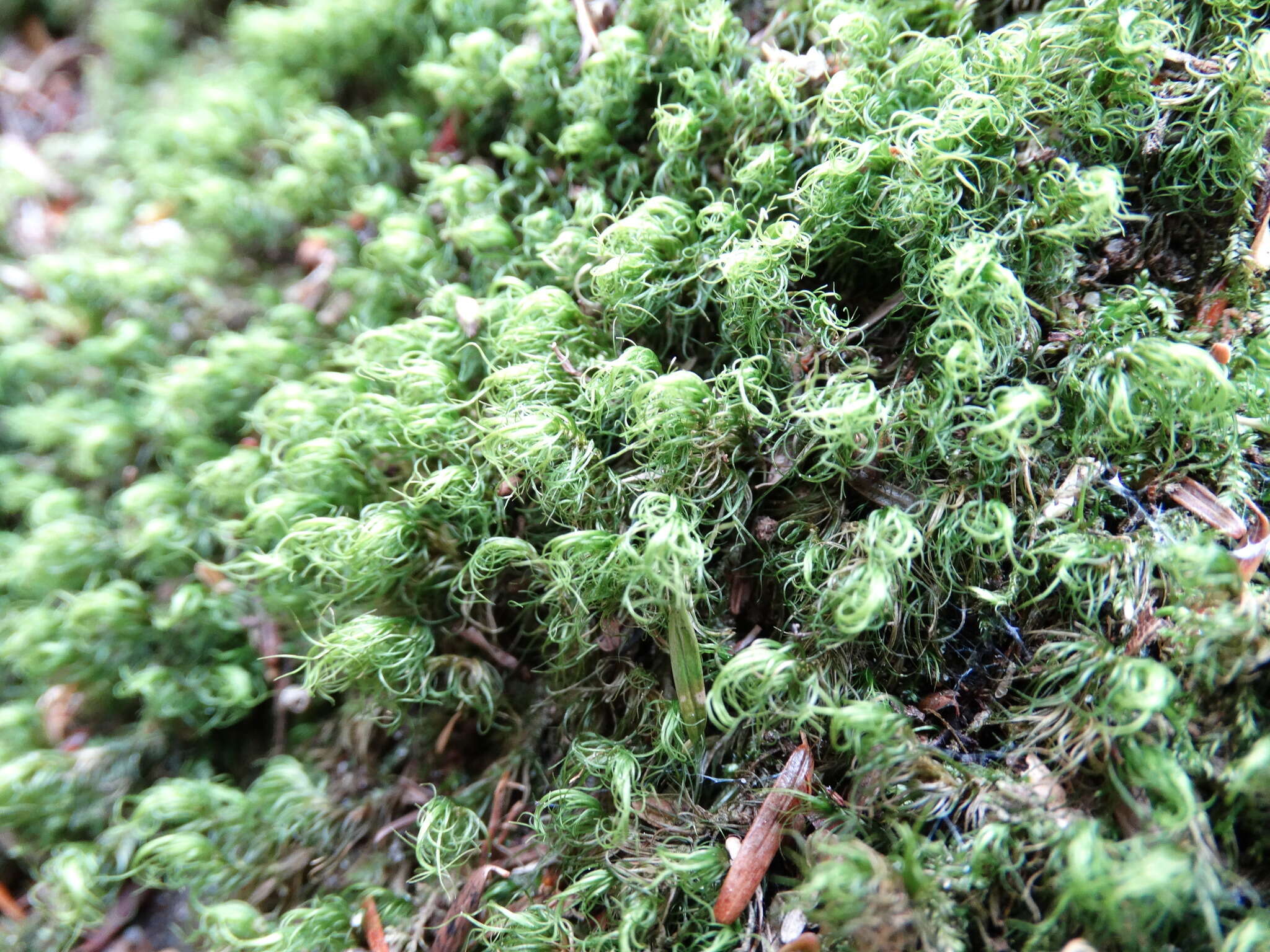 Image of dicranum moss