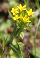 Image of Sebaea micrantha var. intermedia (Cham. & Schltdl.) Marais