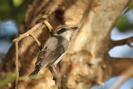 Image de Tephrodornis affinis Blyth 1847