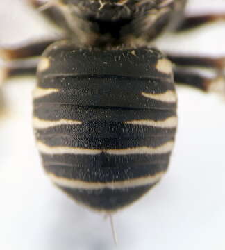 Imagem de Afranthidium schulthessii (Friese 1897)