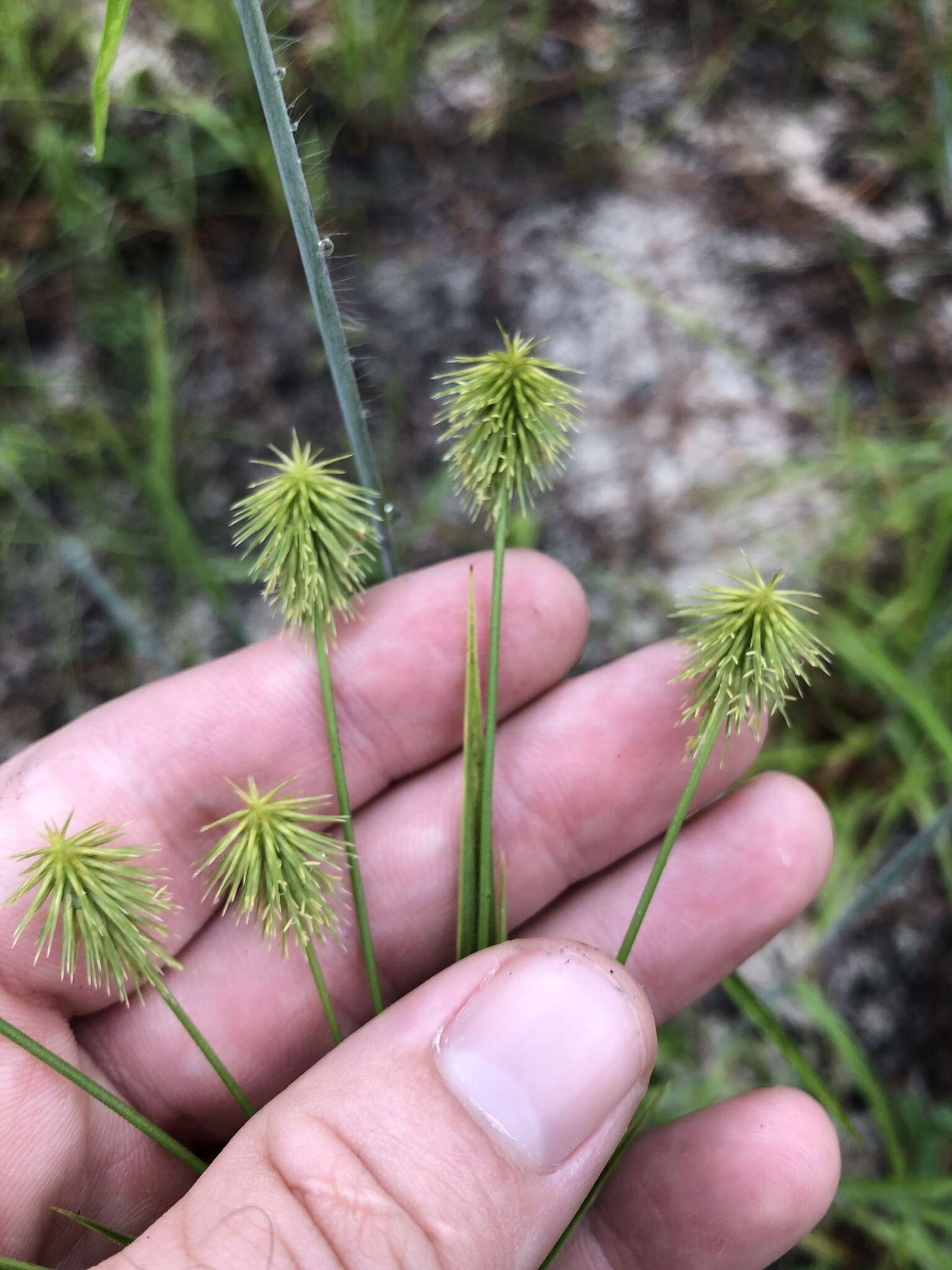 Imagem de Cyperus plukenetii Fernald