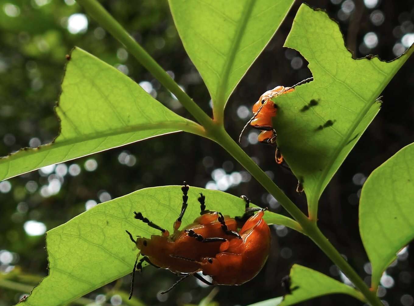 Imagem de <i>Podontia lutea</i>