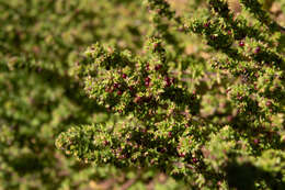 Image of Galium hardhamiae Dempster