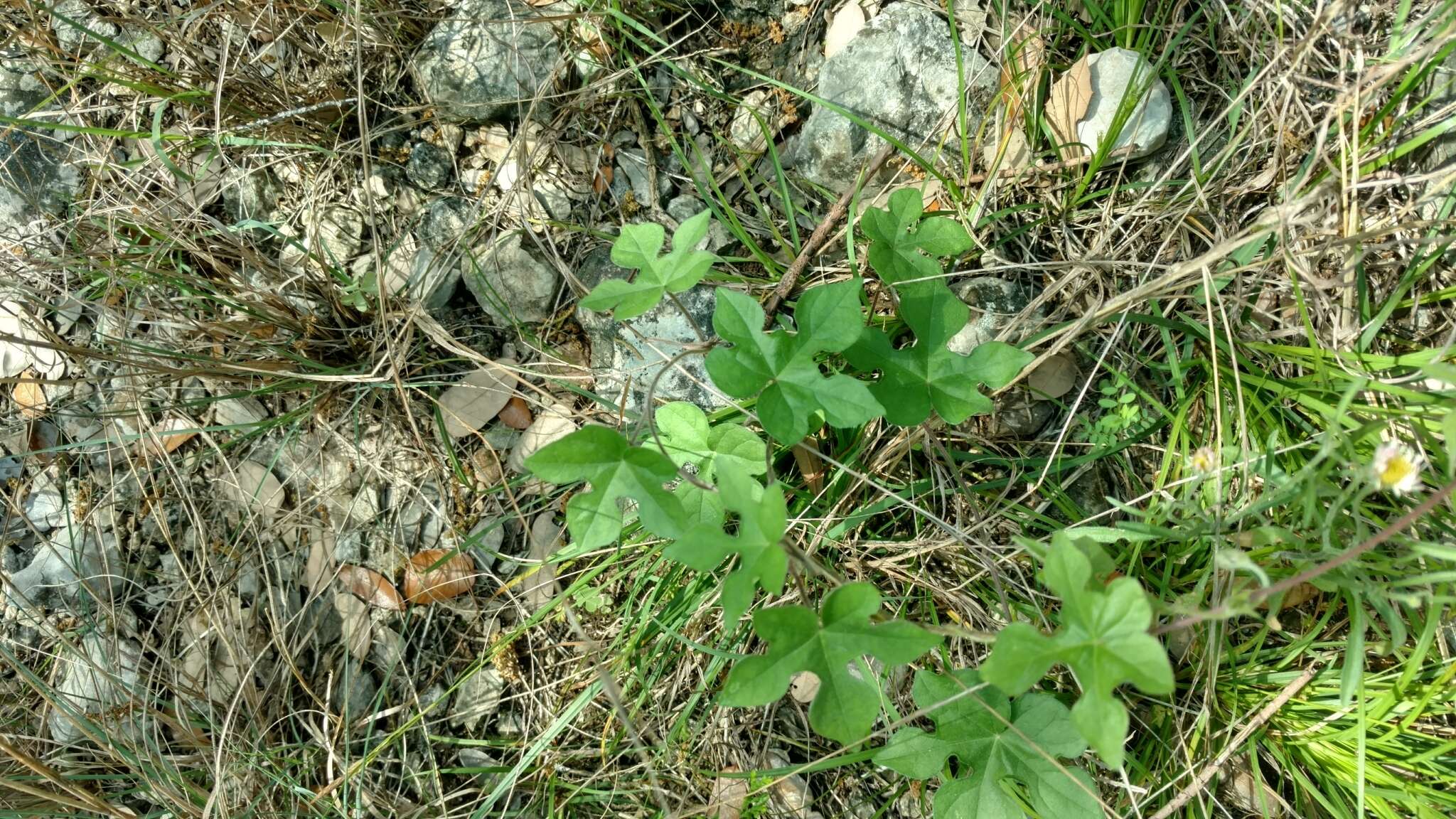 Слика од Ipomoea lindheimeri A. Gray