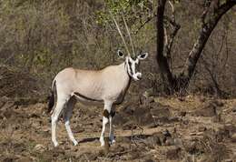 Image of Common Beisa Oryx