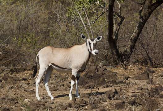 Oryx beisa beisa (Rüppell 1835)的圖片