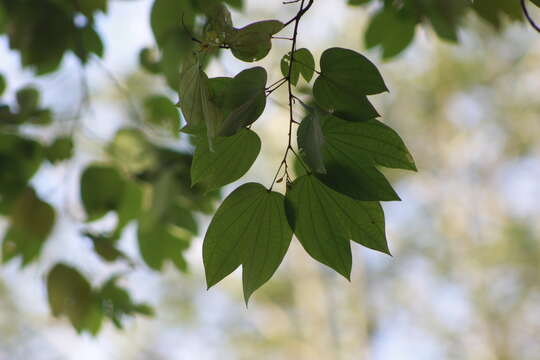 Image of Bauhinia picta (Kunth) DC.