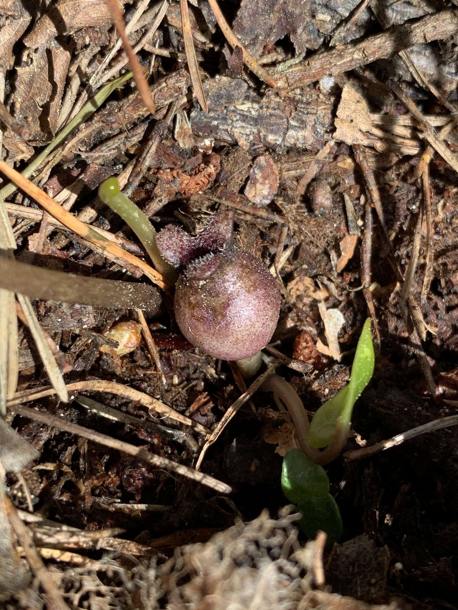 Image of Hexastylis arifolia var. arifolia