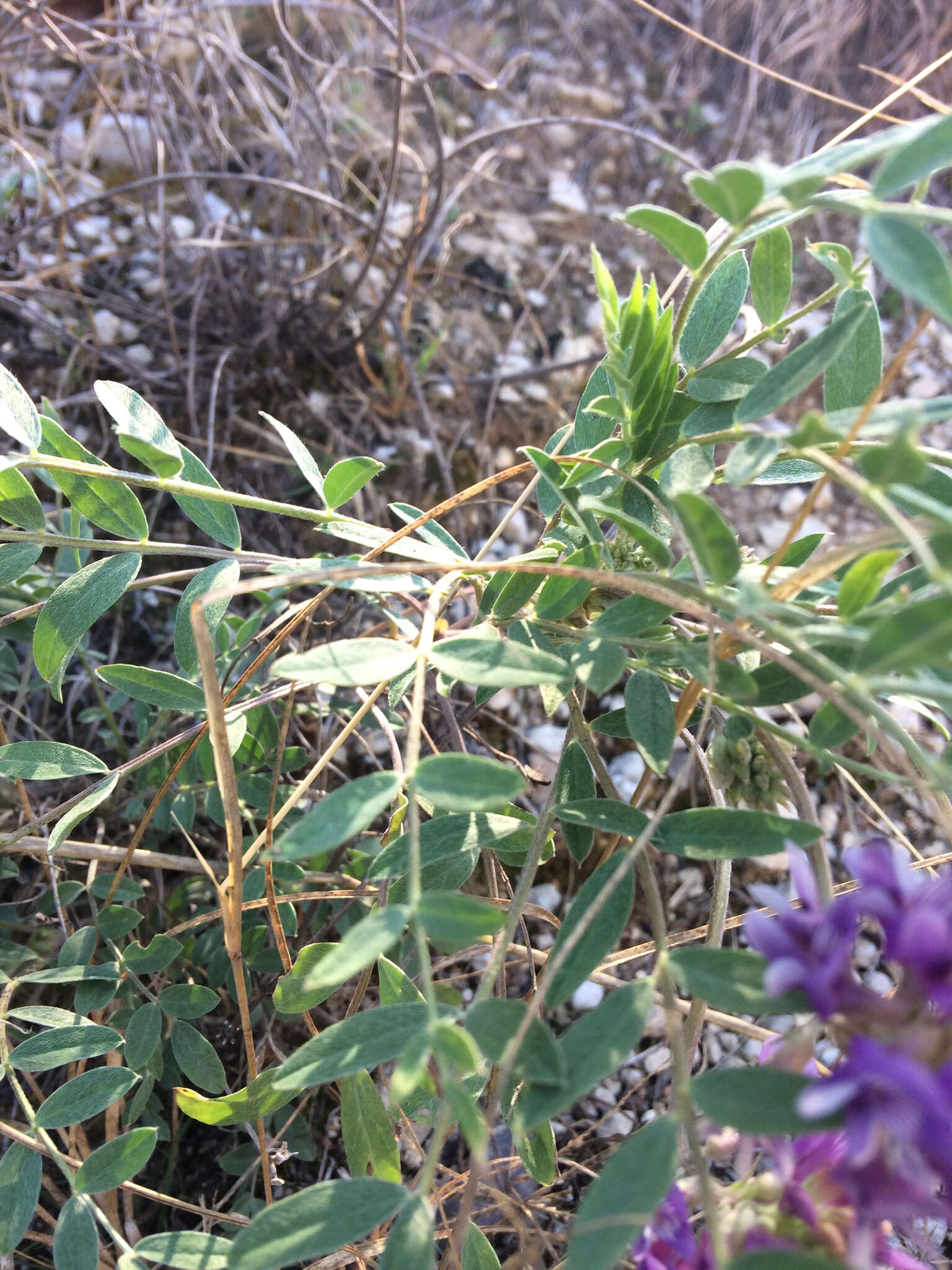 Imagem de Astragalus lotiflorus Hook.