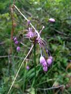 Image of Allium carinatum subsp. carinatum