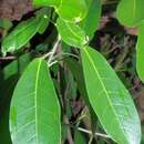 Image of Ficus pallida Vahl