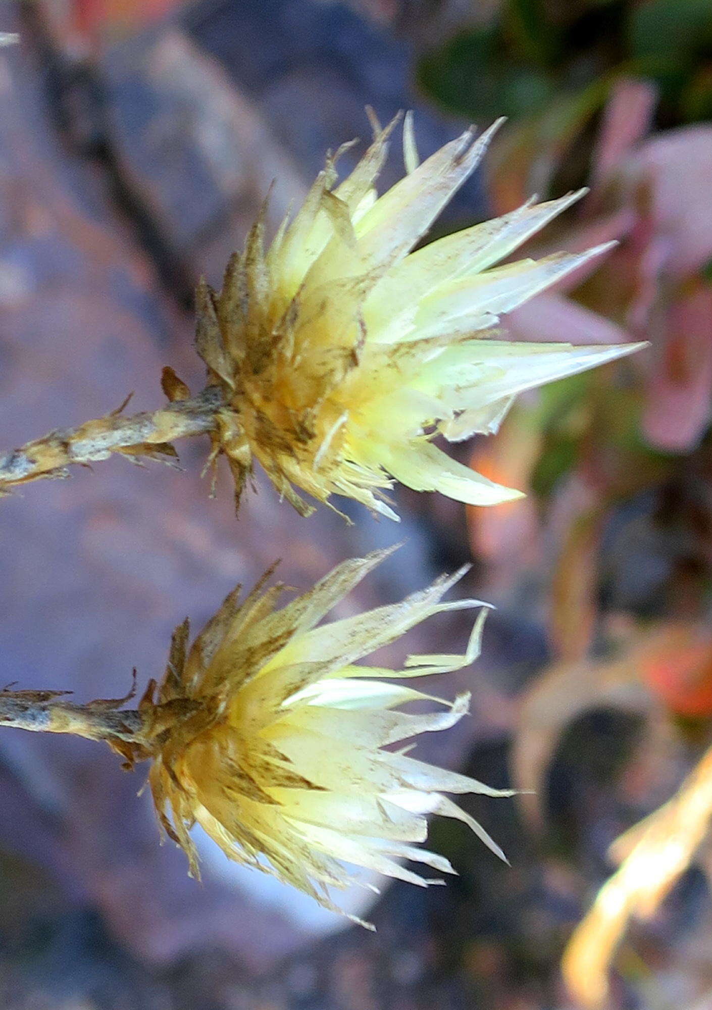 Image of Karoo Sewejaartjie