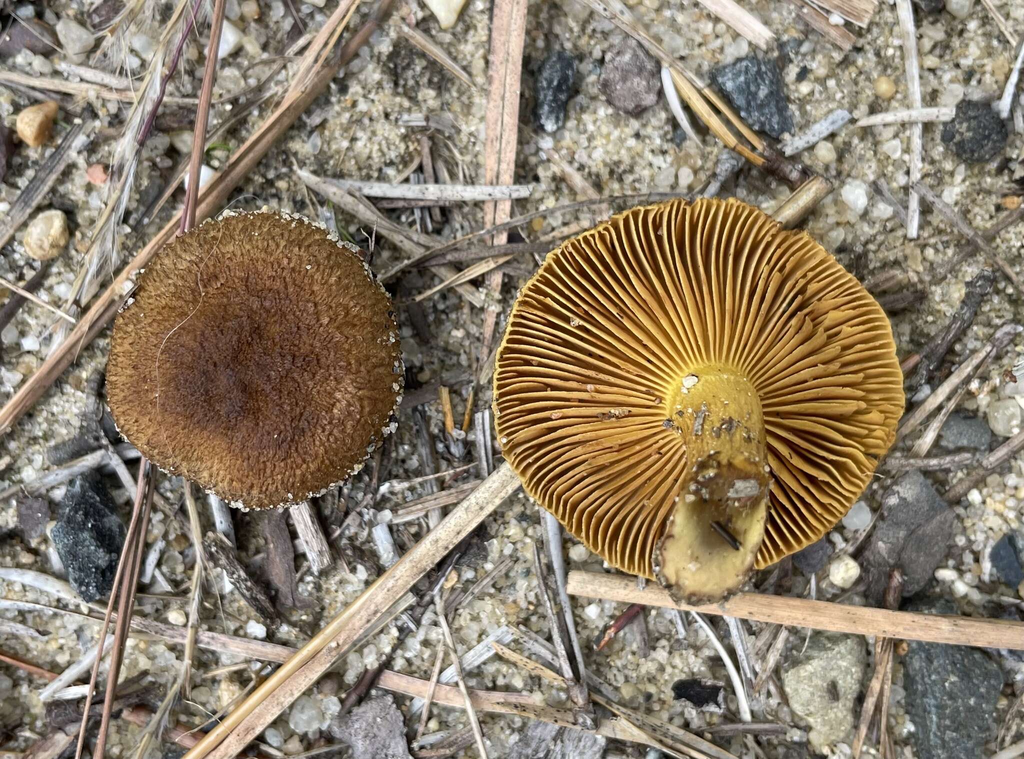 Image of Cortinarius aureifolius Peck 1885