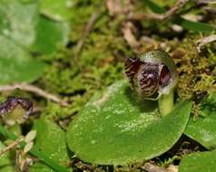 Image of Tiny helmet orchid