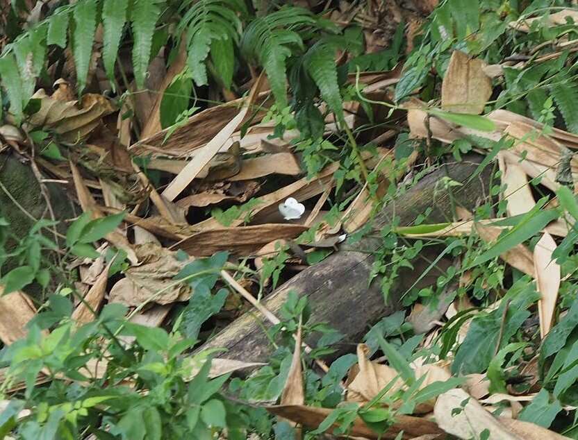 Image of <i>Leptosia nina niobe</i>