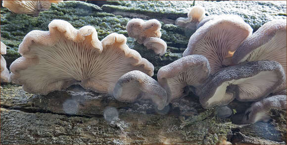 Hohenbuehelia mastrucata (Fr.) Singer 1951 resmi