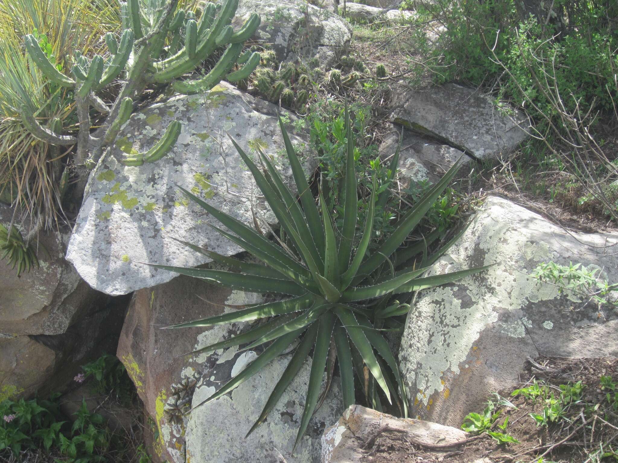 Image of Agave funkiana K. Koch & C. D. Bouché