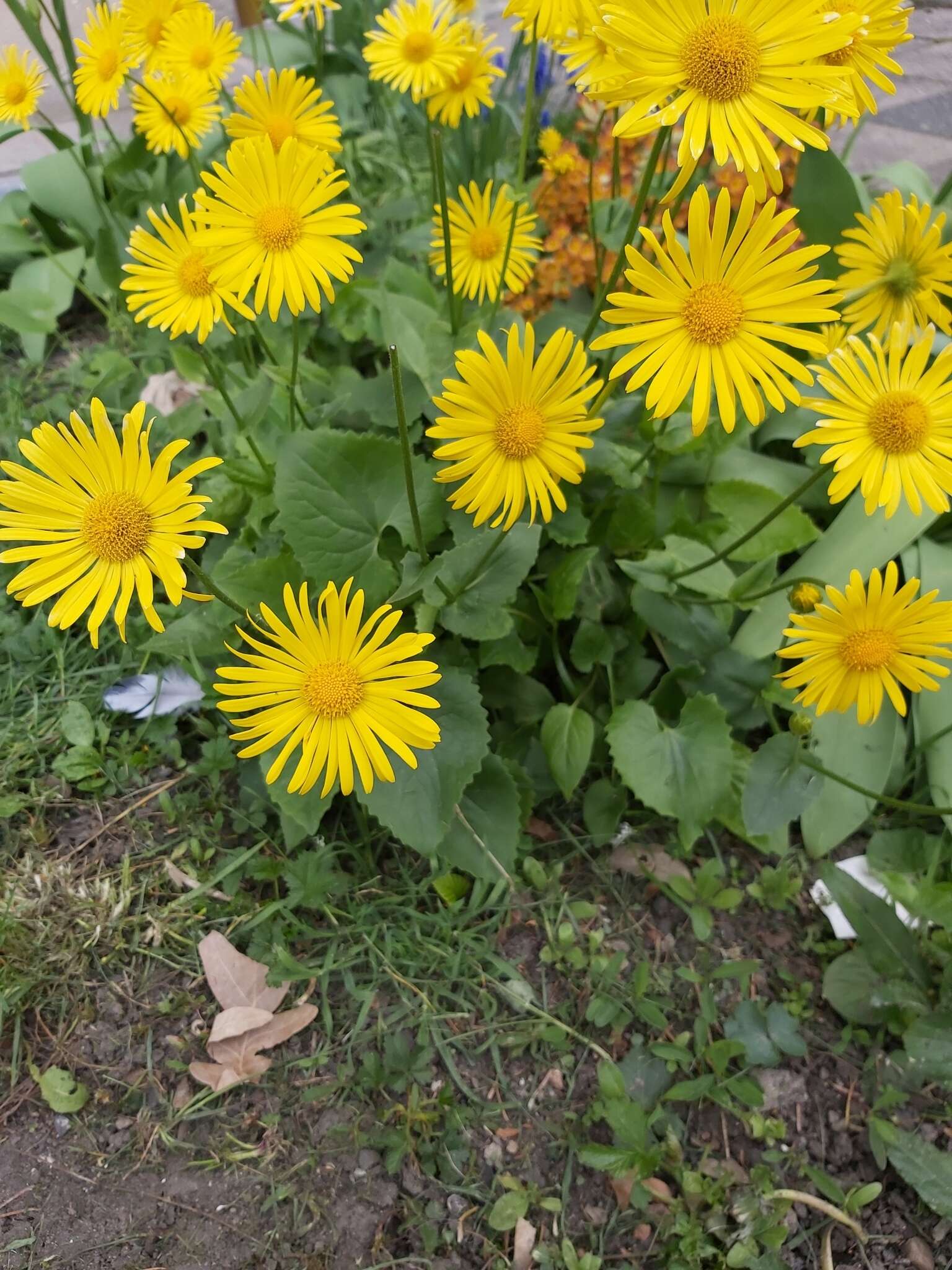 Image of Doronicum columnae Ten.